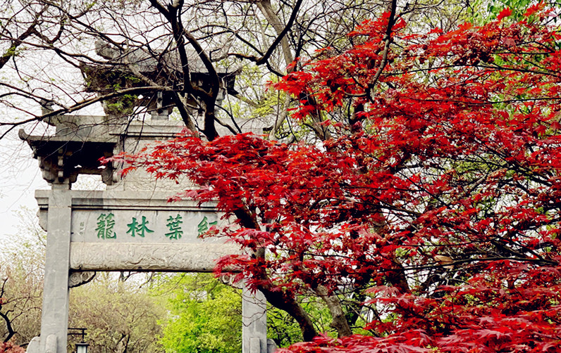 特稿：精忠英魂芳千古 报国精神传万代 